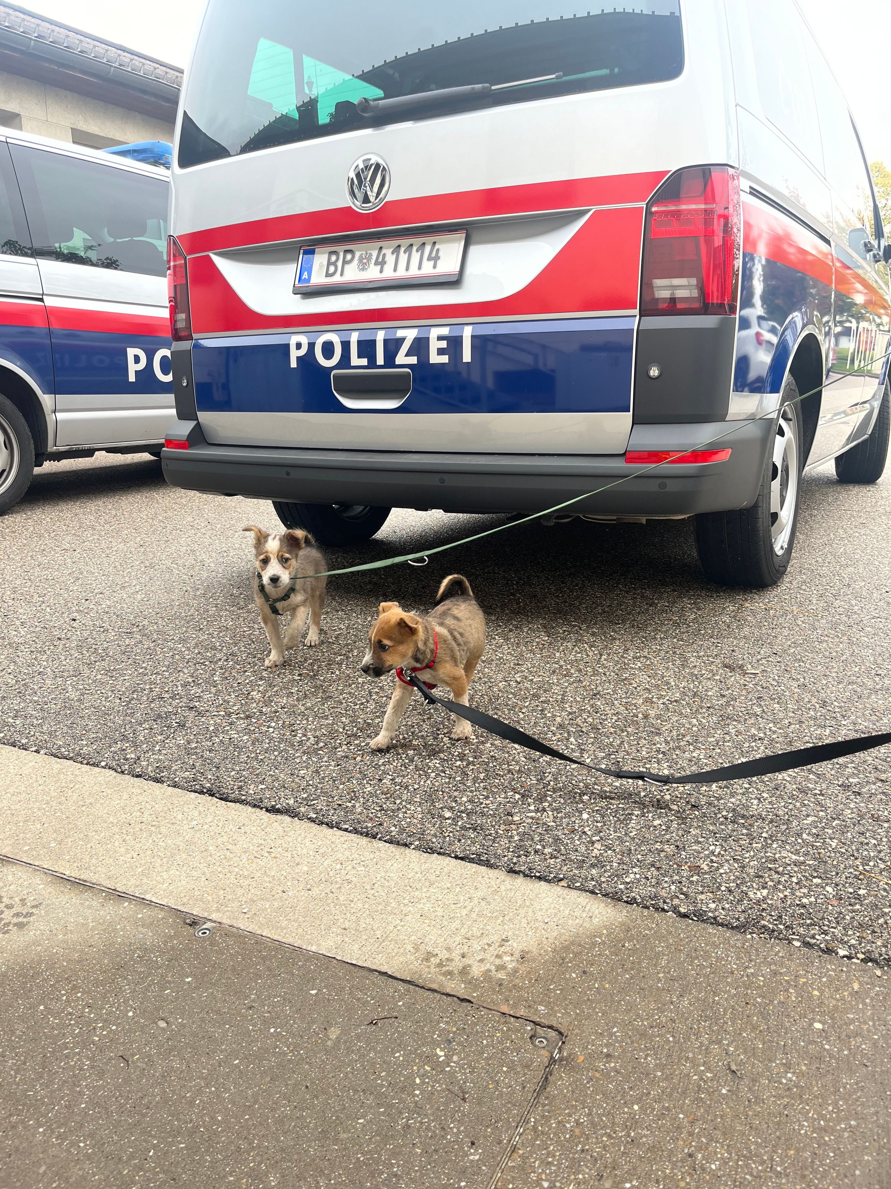 Eine Polizistin nahm die Welpen schließlich bei sich auf.