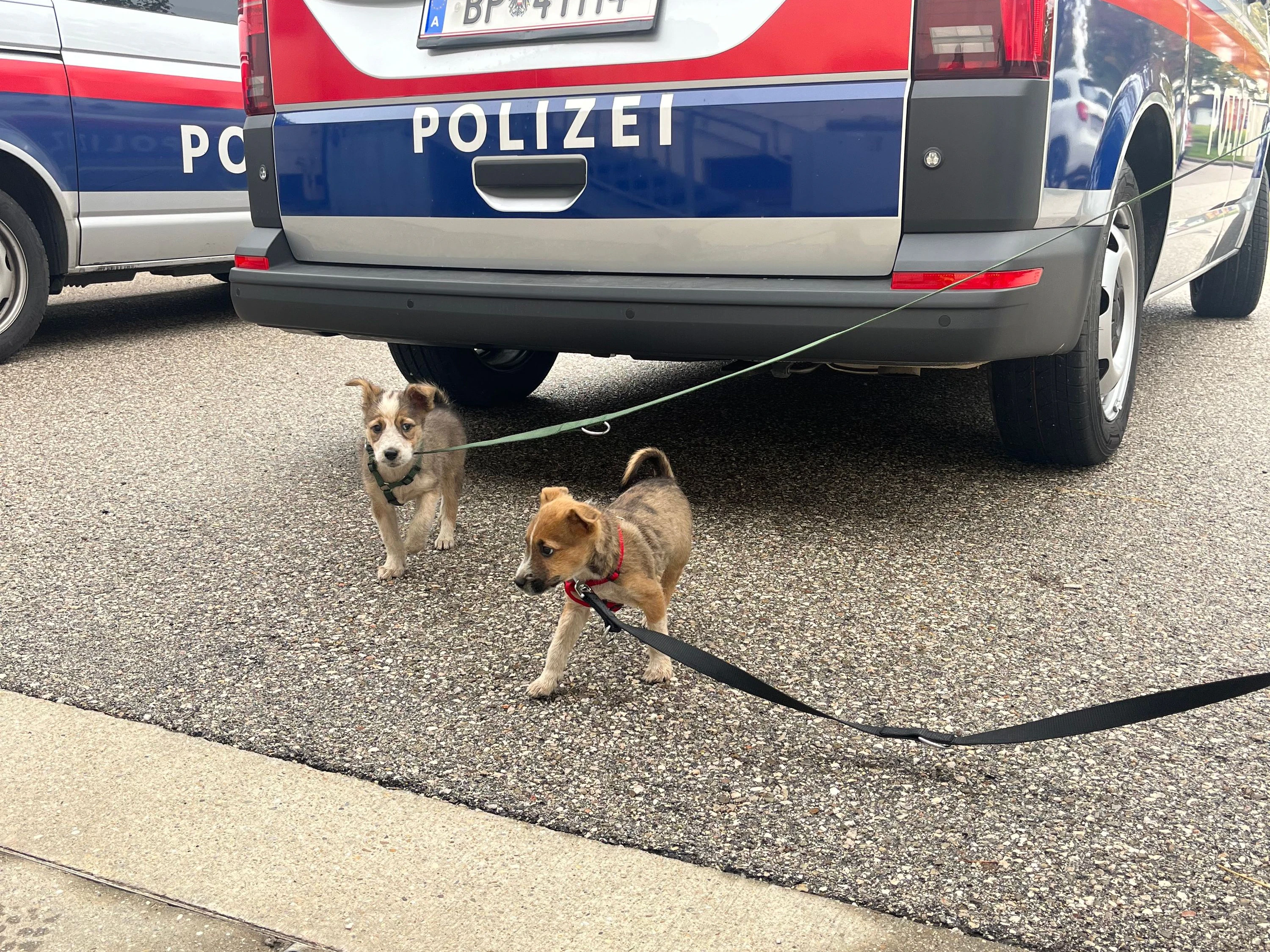 Eine Polizistin nahm die Welpen schließlich bei sich auf.