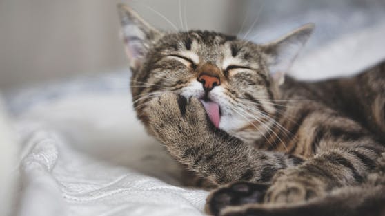 Gesunde Katzen säubern sich mehrmals pro Tag.