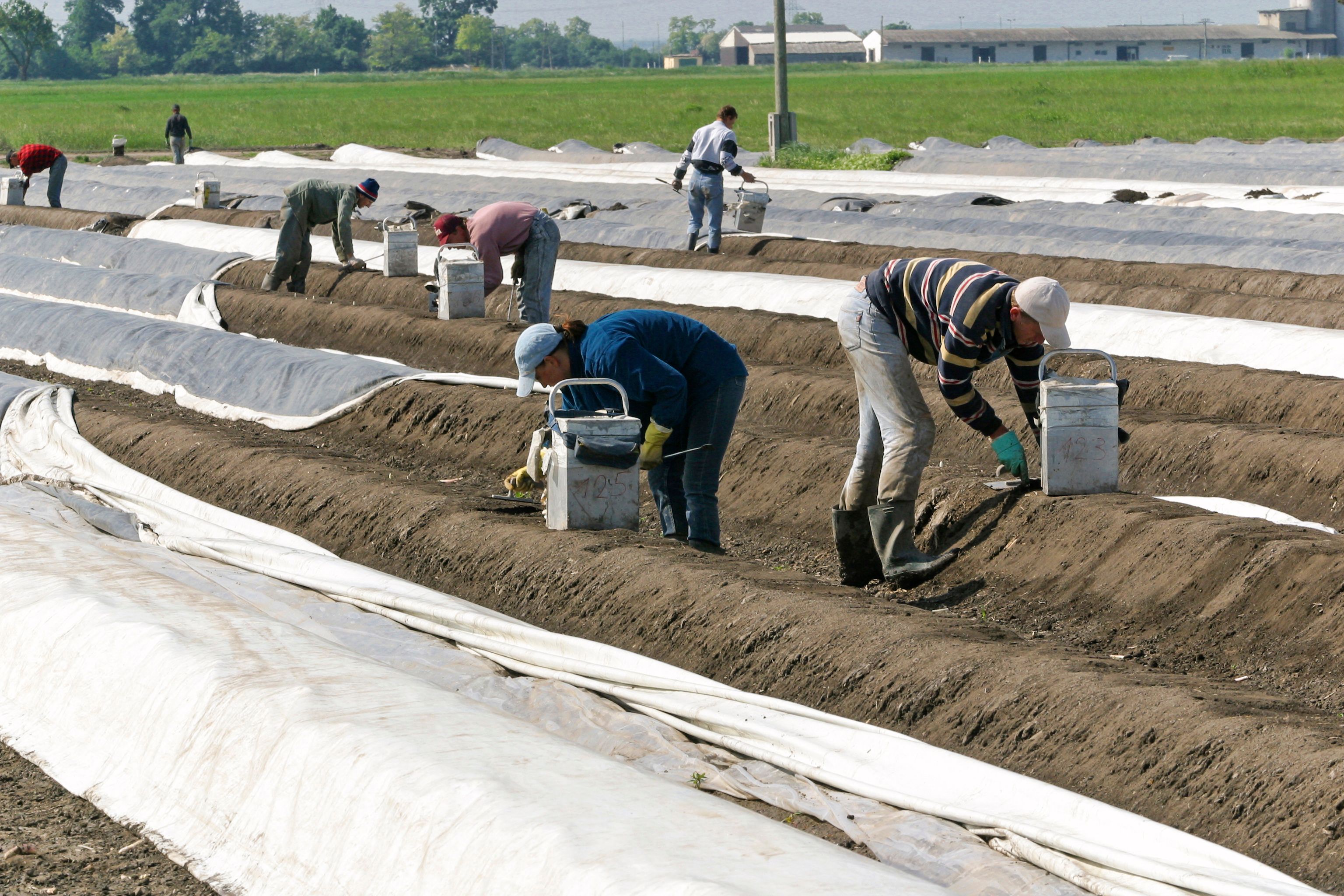 Spargelstecher im Marchfeld. Archivbild.