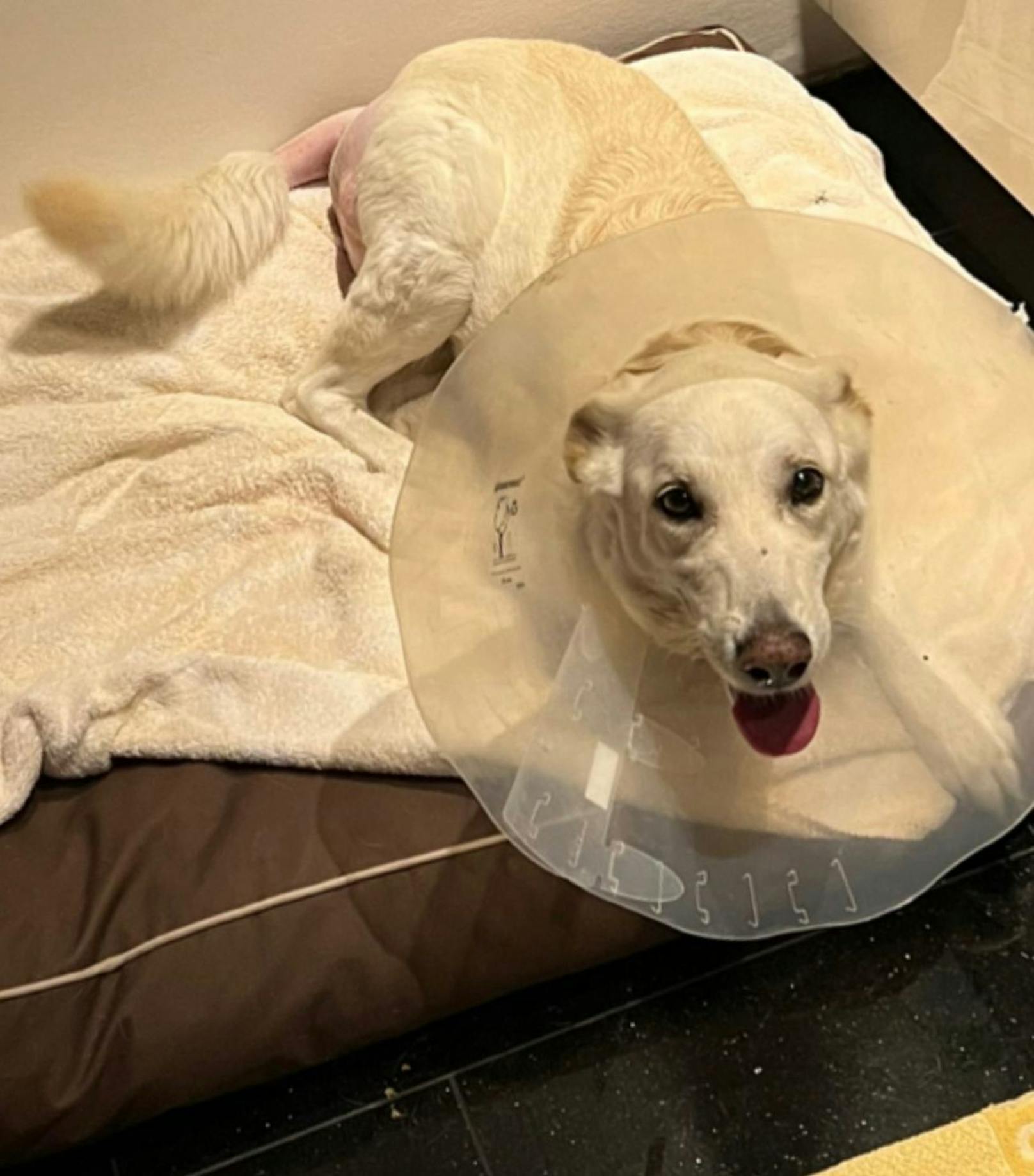 Der arme Hund "Michi" wurde am Darm operiert.