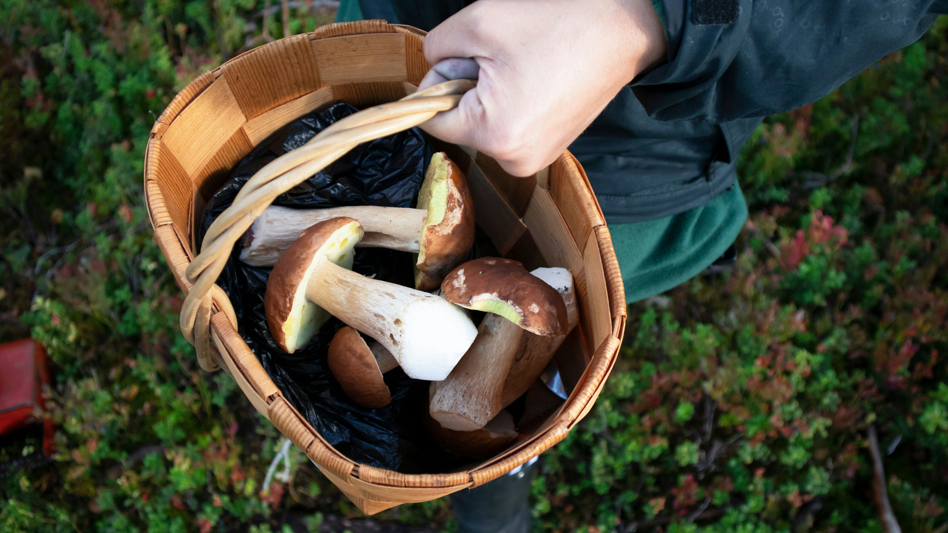 Ein deutsches Ehepaar ging Pilze sammeln und verirrte sich dabei im Wald.