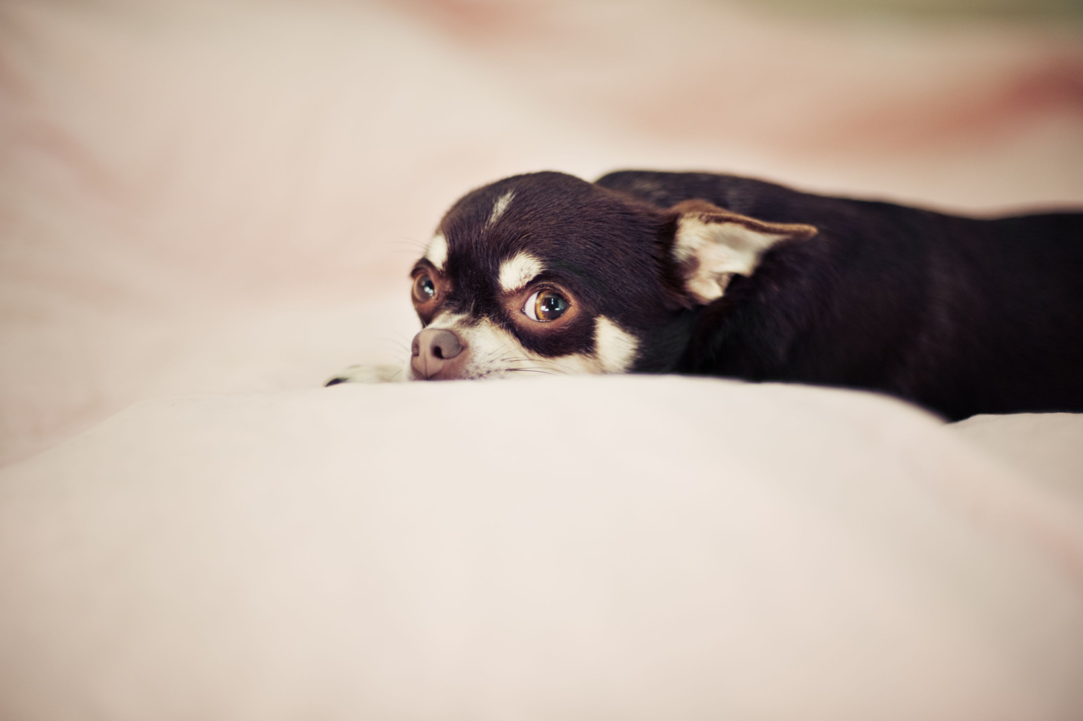 Mit dem Chihuahua in einem Bett zu schlafen wird sie in Zukunft wohl eher sein lassen.