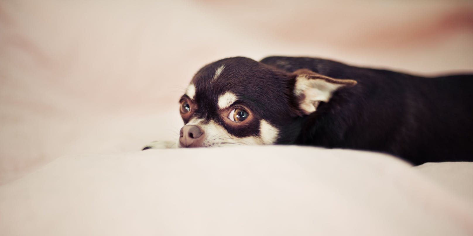 Mit dem Chihuahua in einem Bett zu schlafen wird sie in Zukunft wohl eher sein lassen.