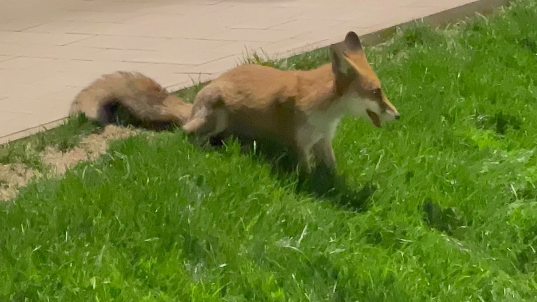 Fuchs testete Trainingsplatz der Vienna. 