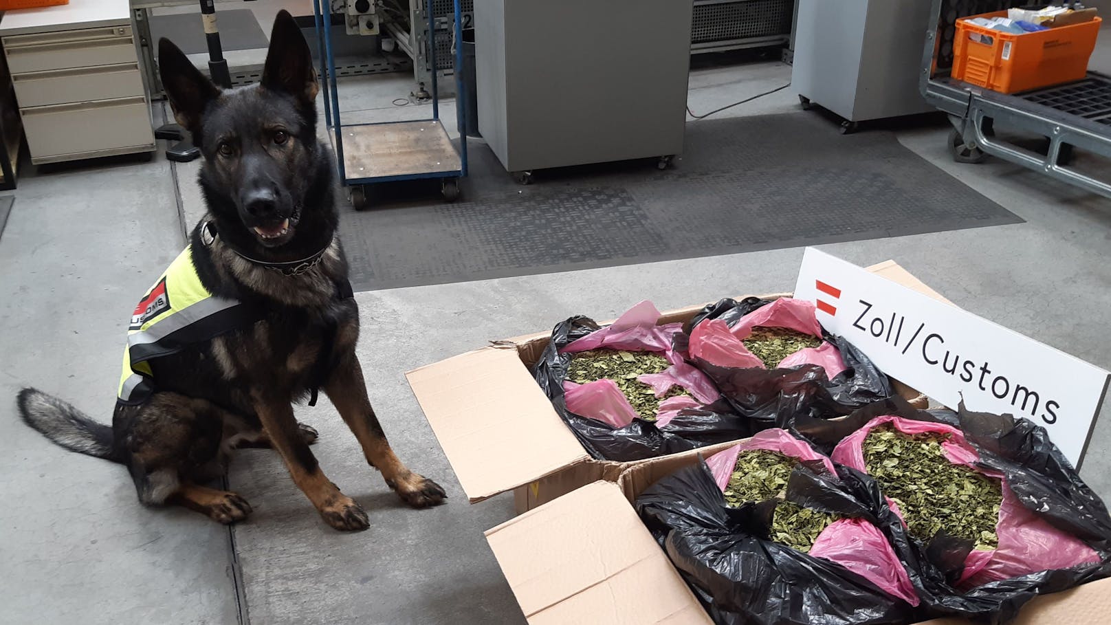 Drogenspürhund "Django" (3) erschnüffelte im Postverteilerzentrum Inzersdorf die als Tee getarnten Drogen..