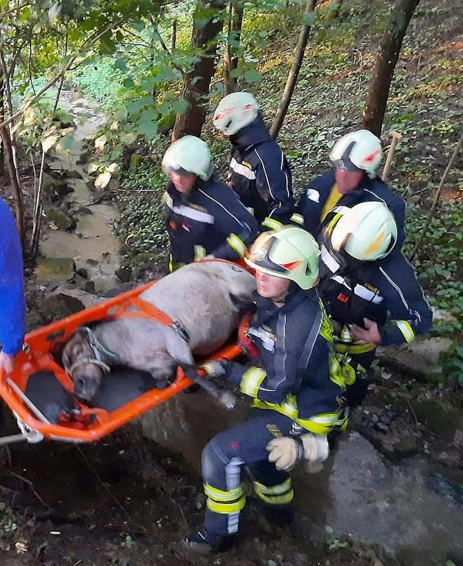 Feuerwehren im Bezirk Amstetten im Tierrettungseinsatz