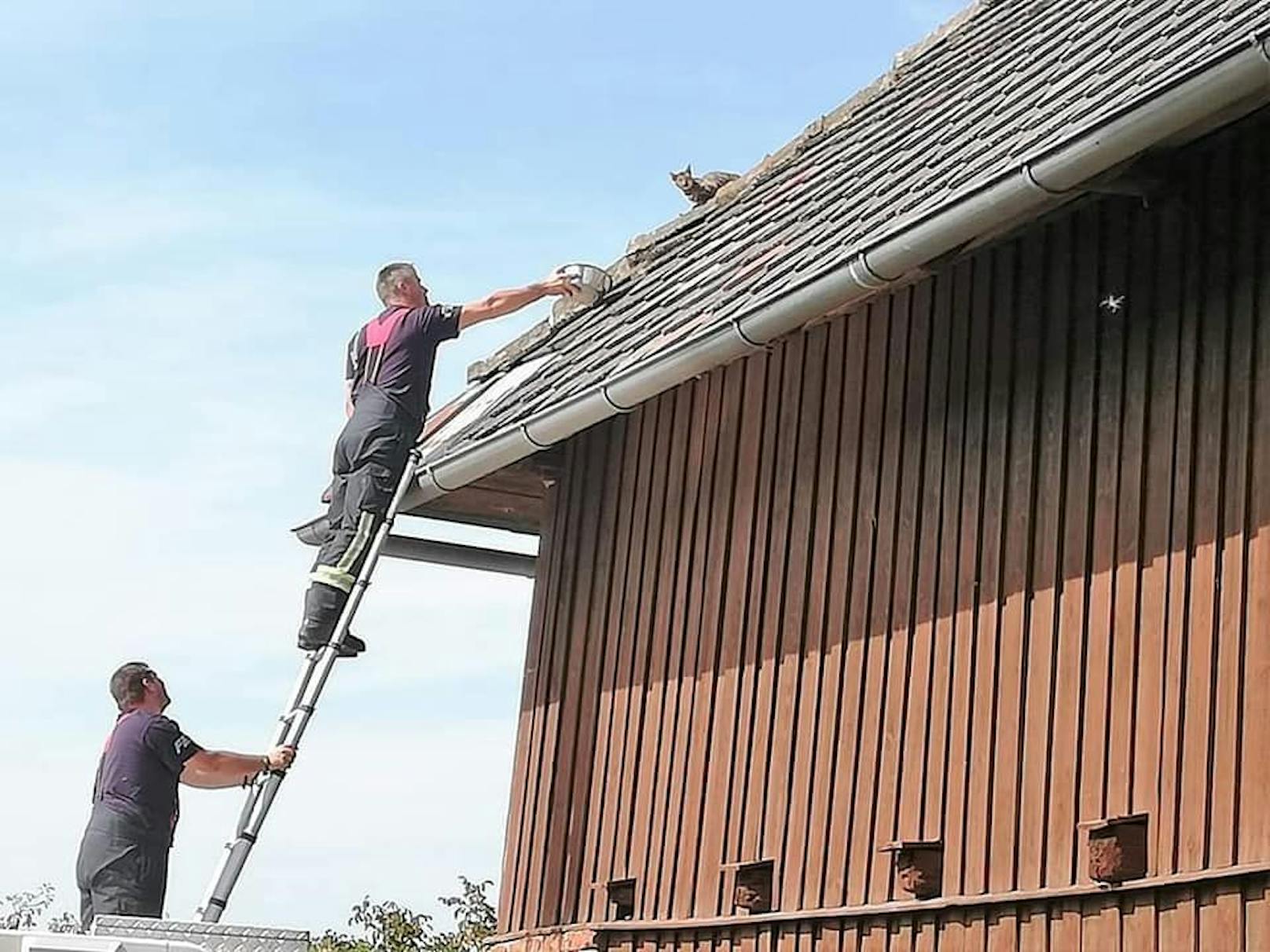 Feuerwehren im Bezirk Amstetten im Tierrettungseinsatz