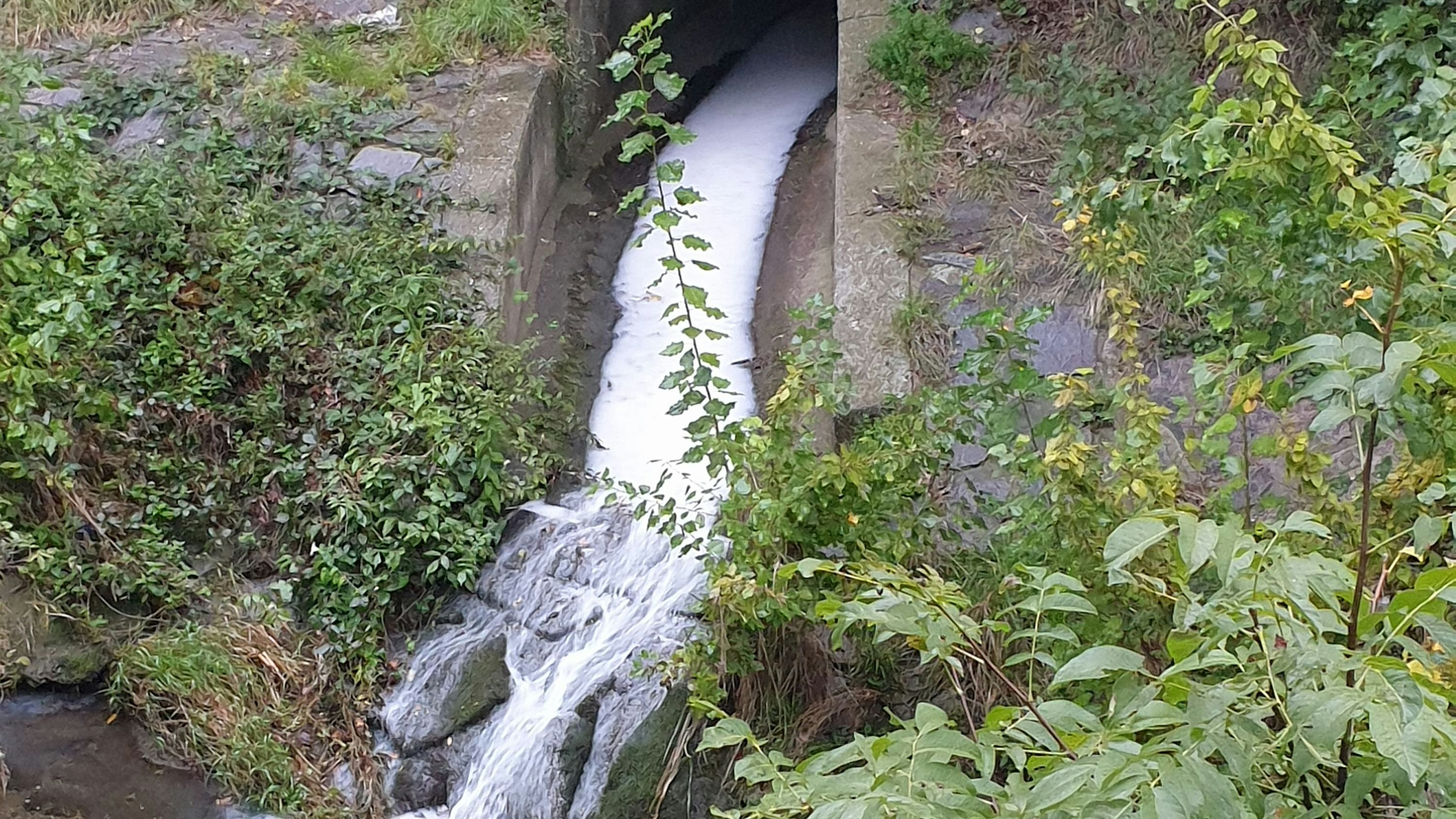 Ein "Heute"-Leser machte am Sonntag diese Bilder vom Liesingbach. Er will auch mehrere tote Fische beobachtet haben.