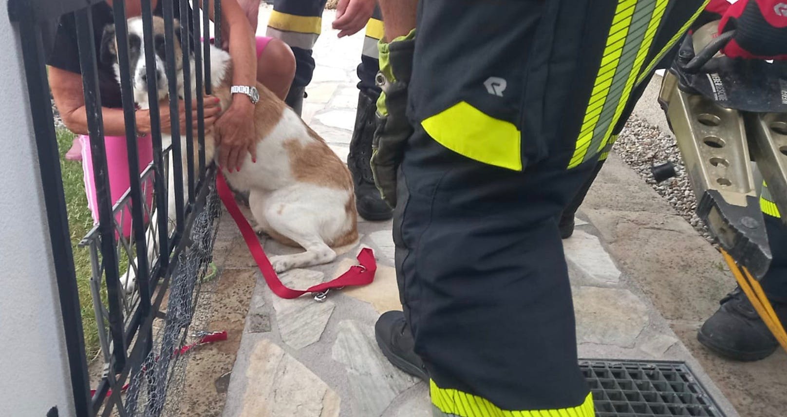 Feuerwehren im Bezirk Amstetten im Tierrettungseinsatz