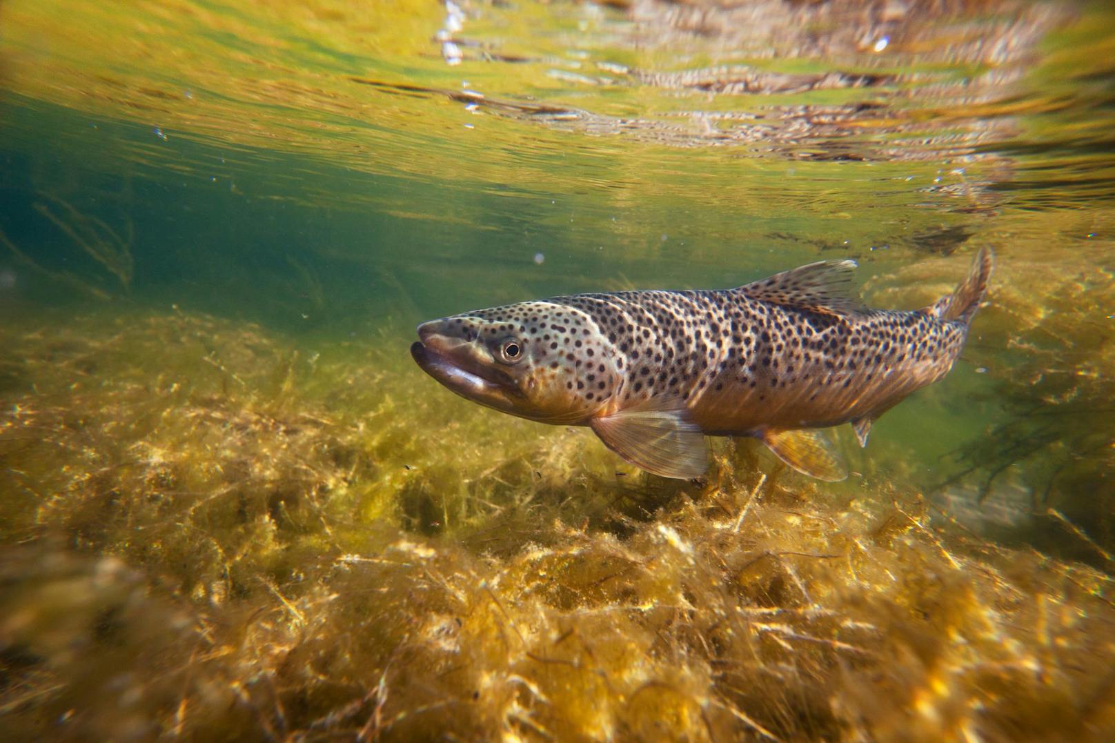 Der Fisch des Jahres 2021: Die <strong>Bachforelle</strong> ist leider schwer gefährdet in Österreich.