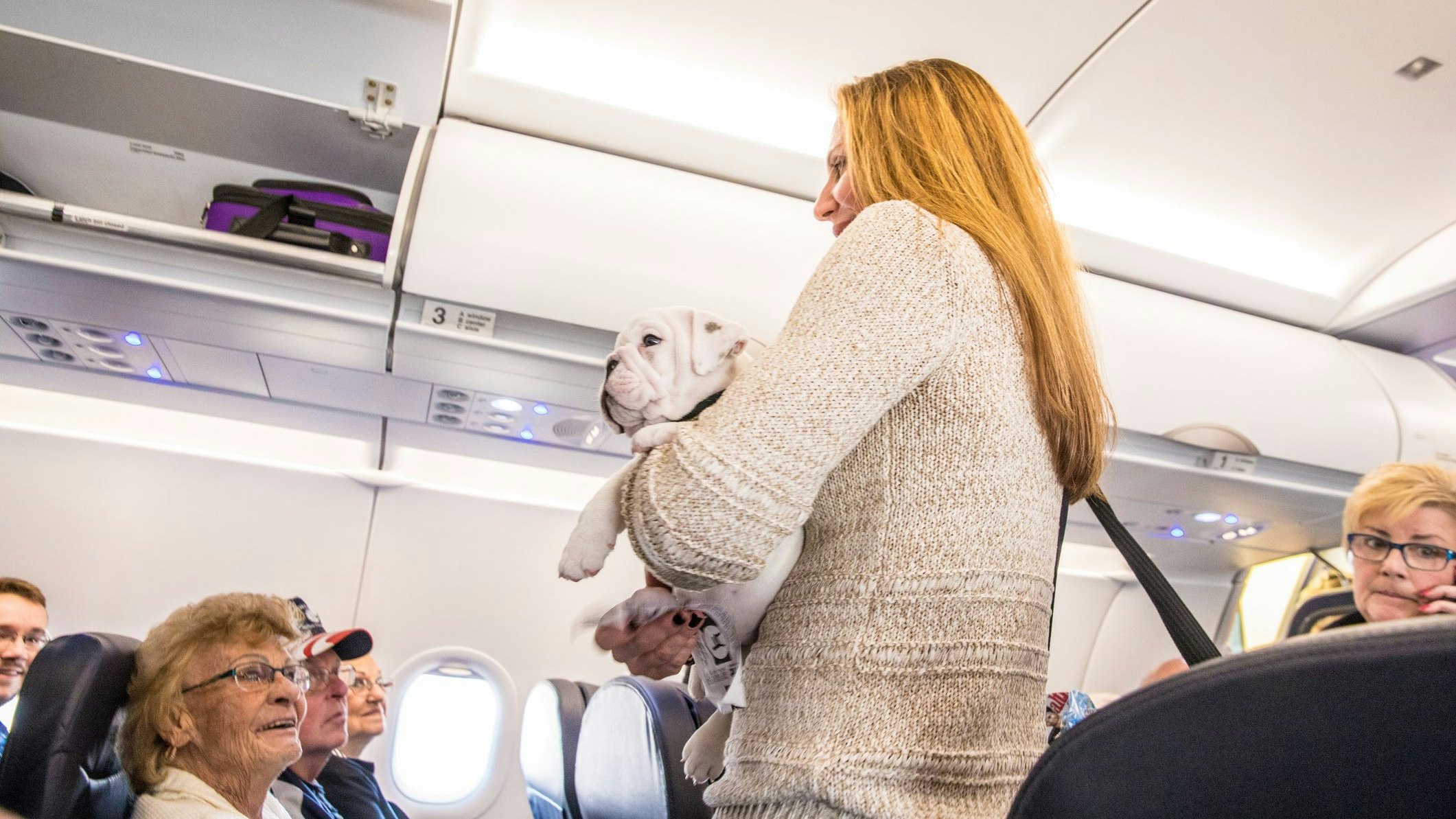 Auweh! Ein arme Hündchen sorgte für Panik auf dem Flug nach Miami, Florida. 