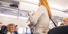 Kleiner Hund "explodierte" im Flugzeug nach Miami