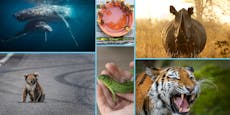 Welttierschutztag: Das sind unsere bedrohtesten Arten