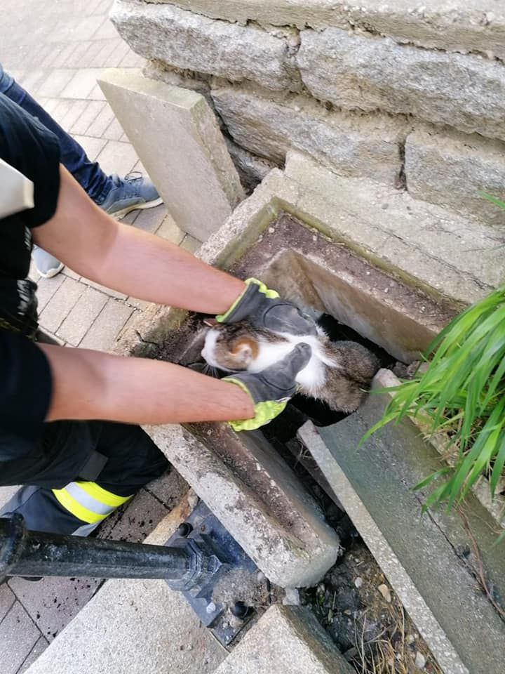 Feuerwehren im Bezirk Amstetten im Tierrettungseinsatz