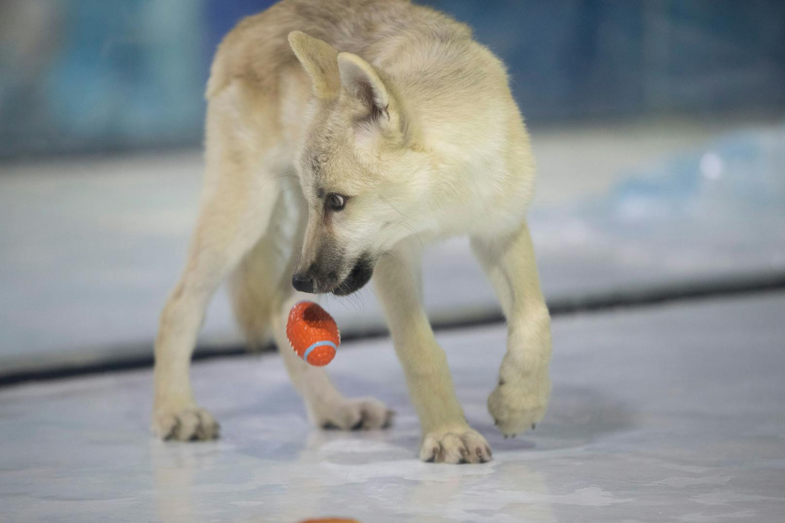 Ein geklonter Polarwolf wurde im Harbin Polarland in der nordostchinesischen Provinz Heilongjiang der Öffentlichkeit vorgestellt.