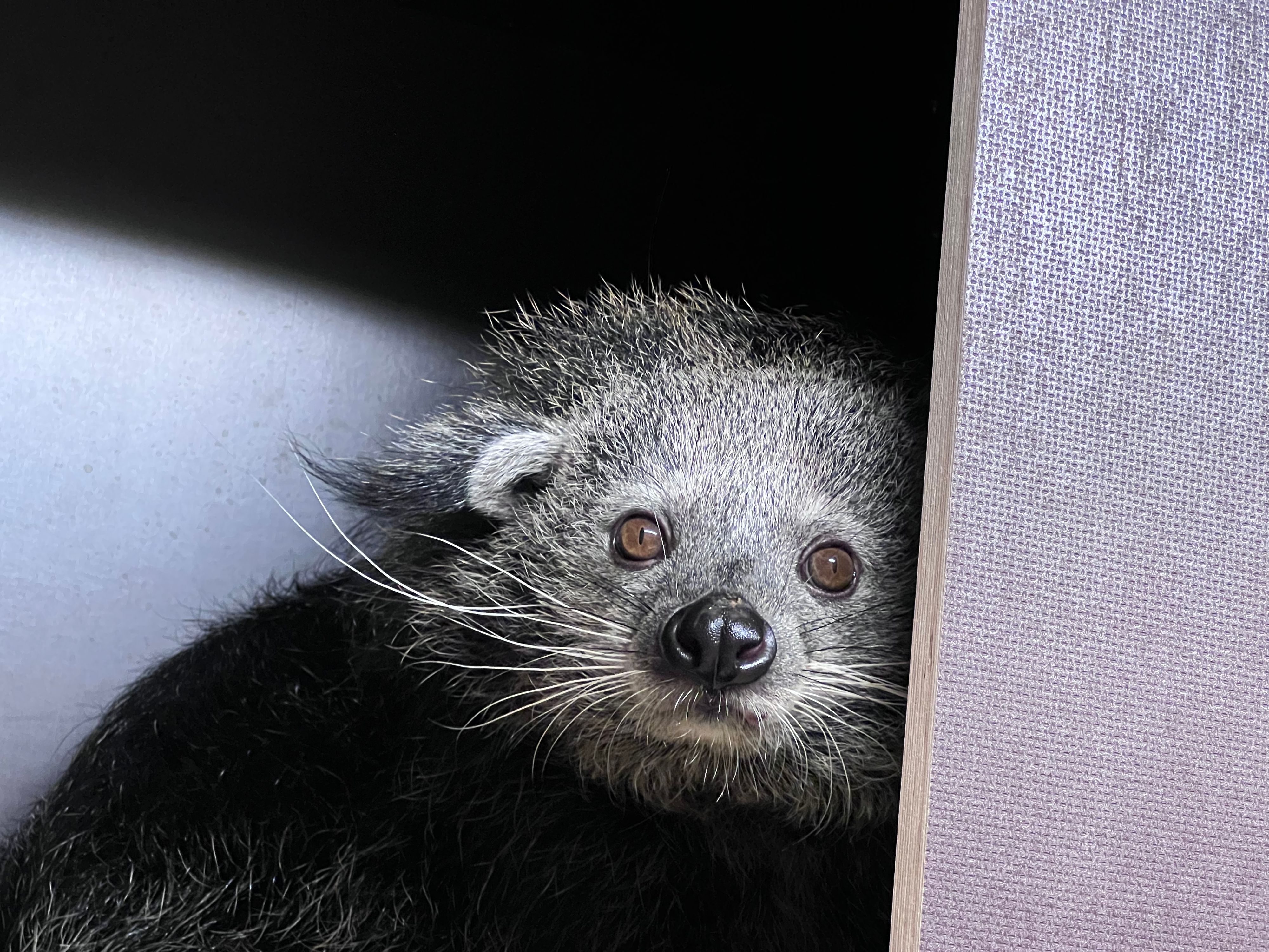 Der Zoo Salzburg ist österreichweit der einzige Tierpark, in dem Binturongs zu sehen sind.