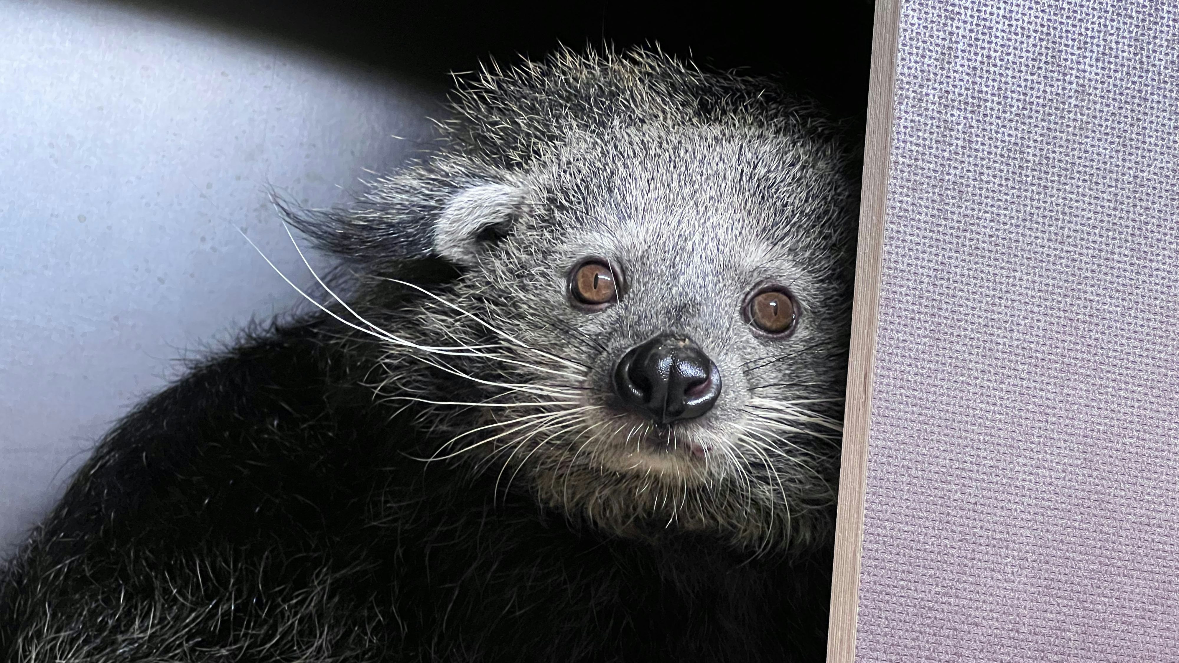 Schleichkatze schlich aus dem Zoo Salzburg