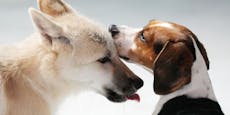 Leihmutter war Beagle: Polarwolf wurde in China geklont