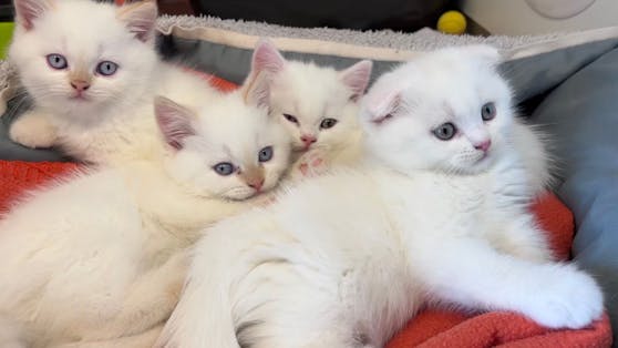 So niedlich sie auch aussehen - vor den kleinen Scottish-Fold Kitten liegt ein Leben voller Leid.