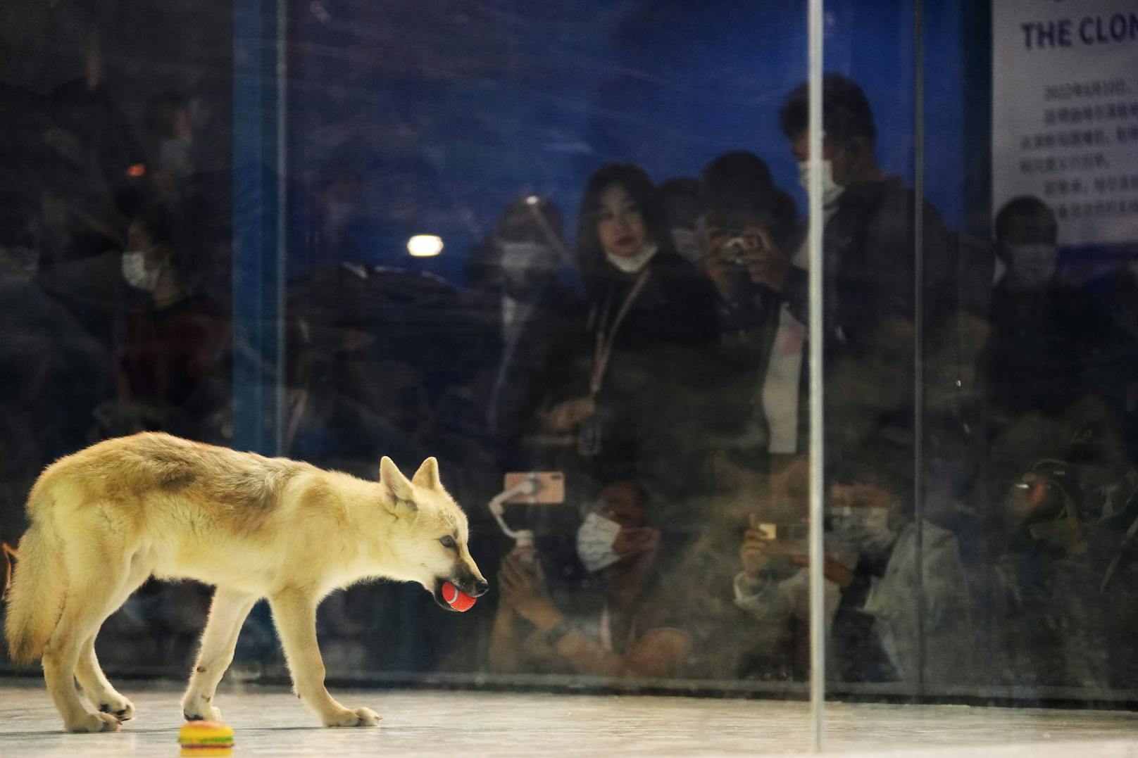 Seine Spenderzelle stammte aus den Hautproben eines wilden Polarwolfs namens Maya, der aus Kanada ins Harbin Polarland gebracht worden war.