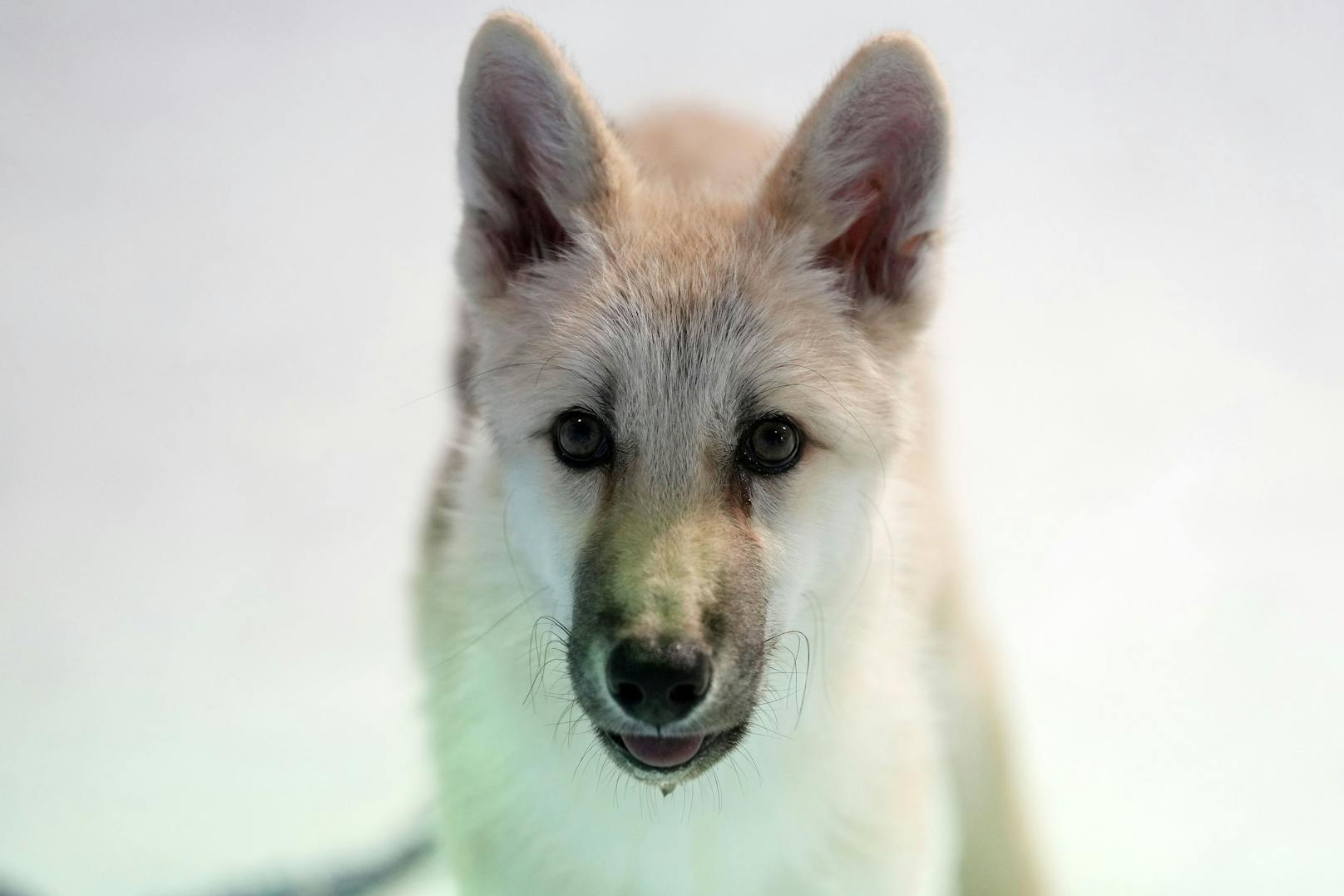Der Wolfswelpe ist in gutem Gesundheitszustand und lebt mit seiner Leihmutter im Harbin Polarland.