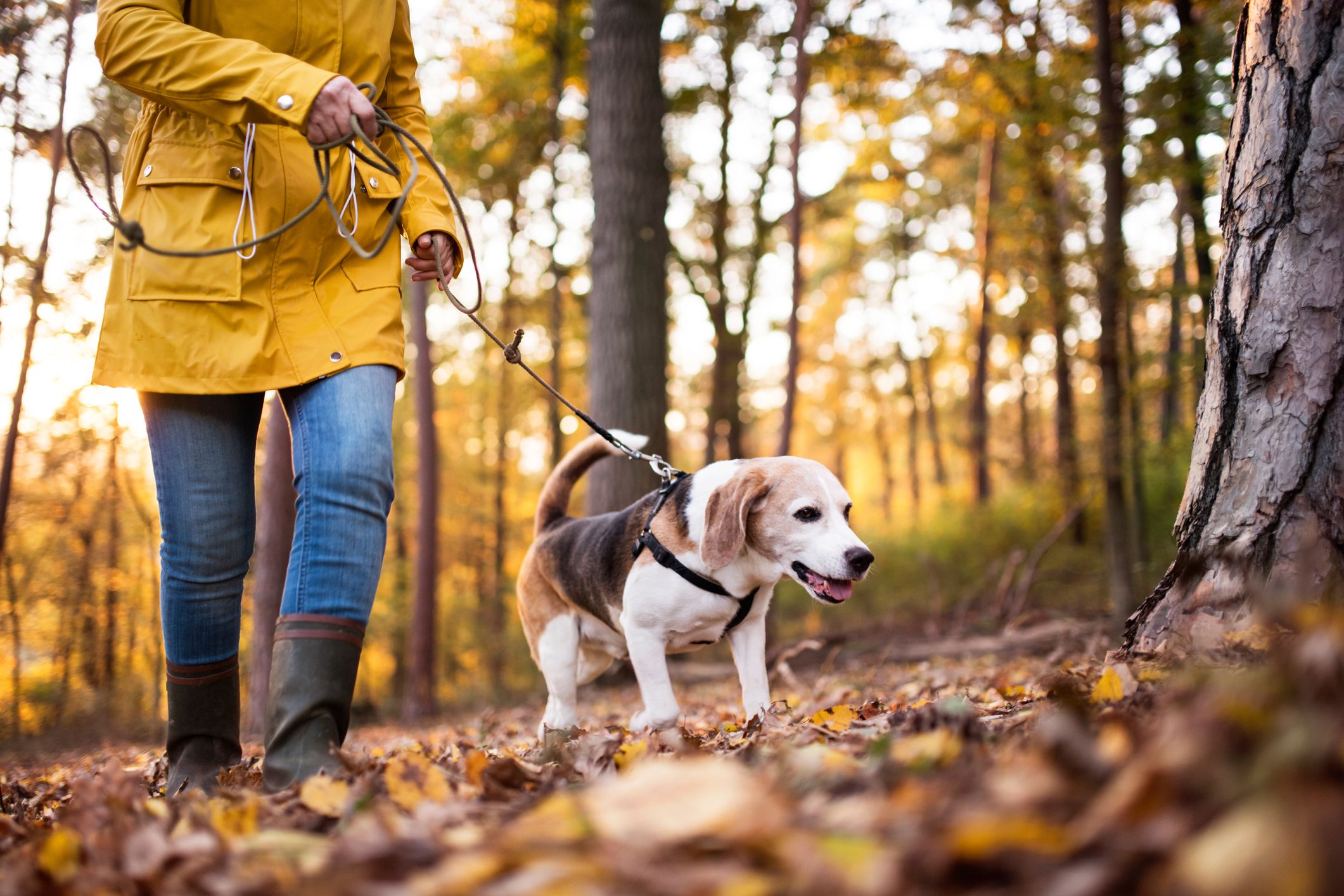 Im Herbst blüht noch eine bestimmte Pflanze, die man unbedingt mit dem Hund vermeiden sollte. 