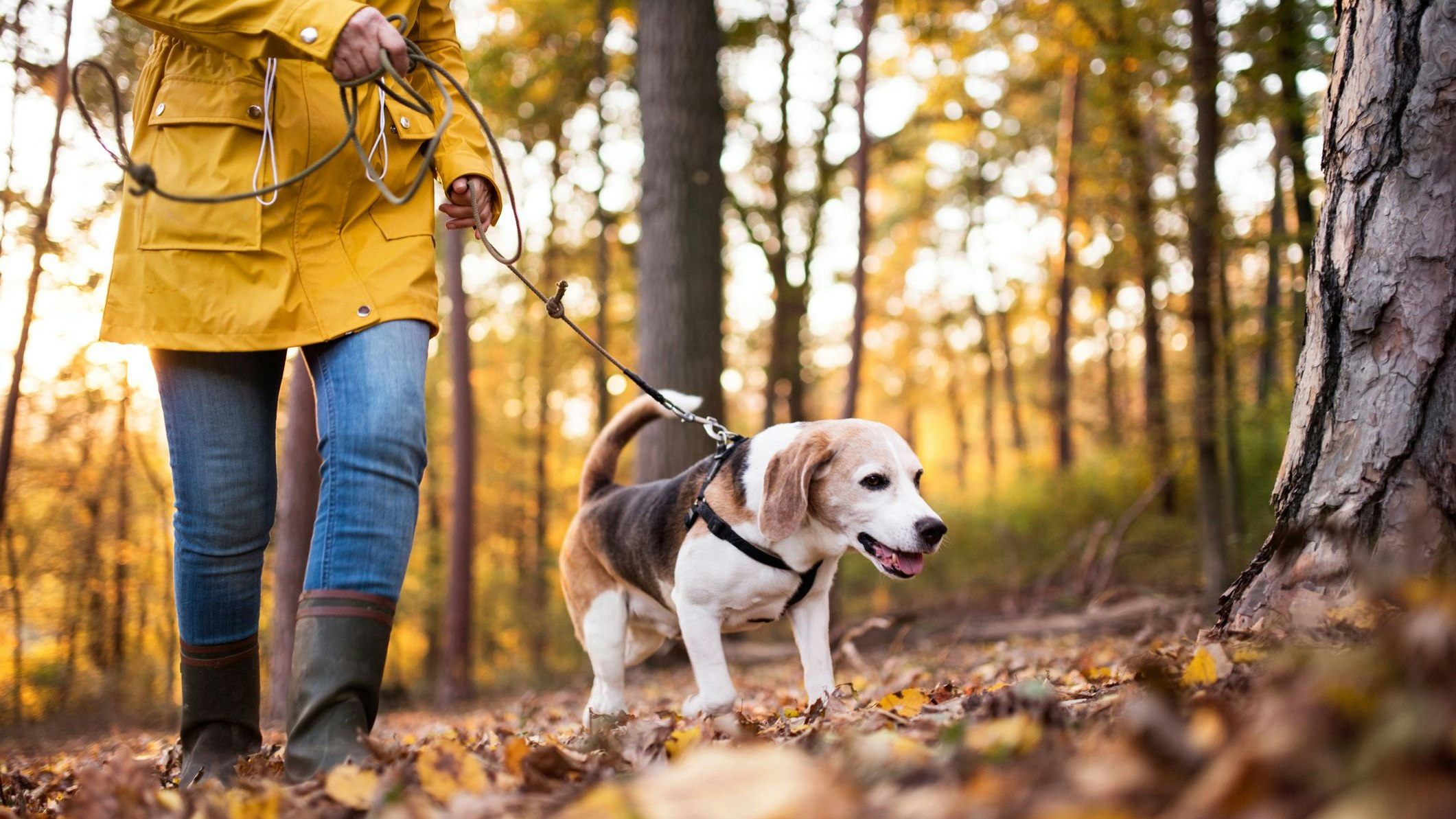 Heute.at - Den Hund sofort waschen, wenn er DIESE Pflanze berührt