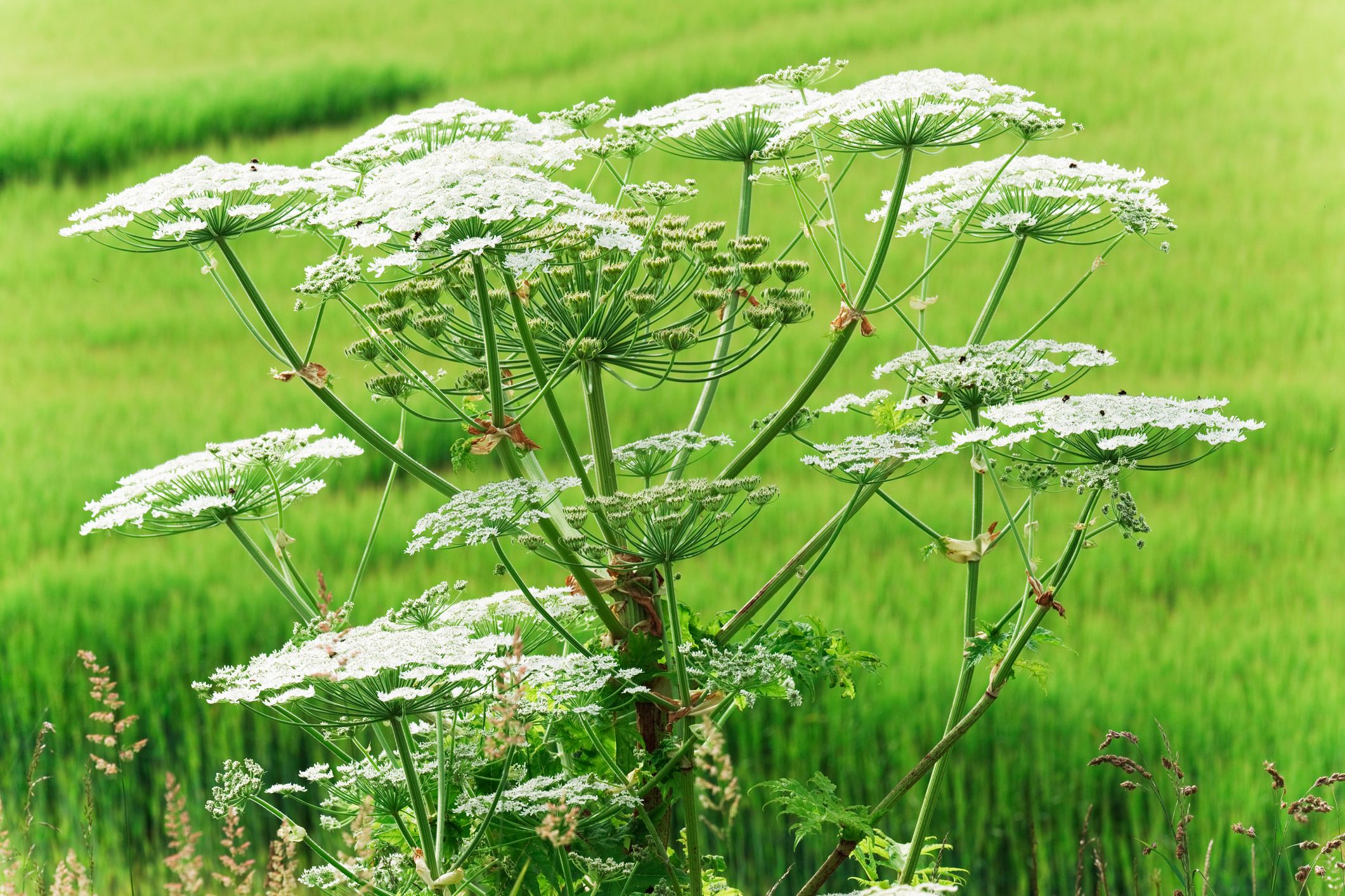 Der Riesen-Bärenklau ist hochgiftig für Mensch und Hund. 