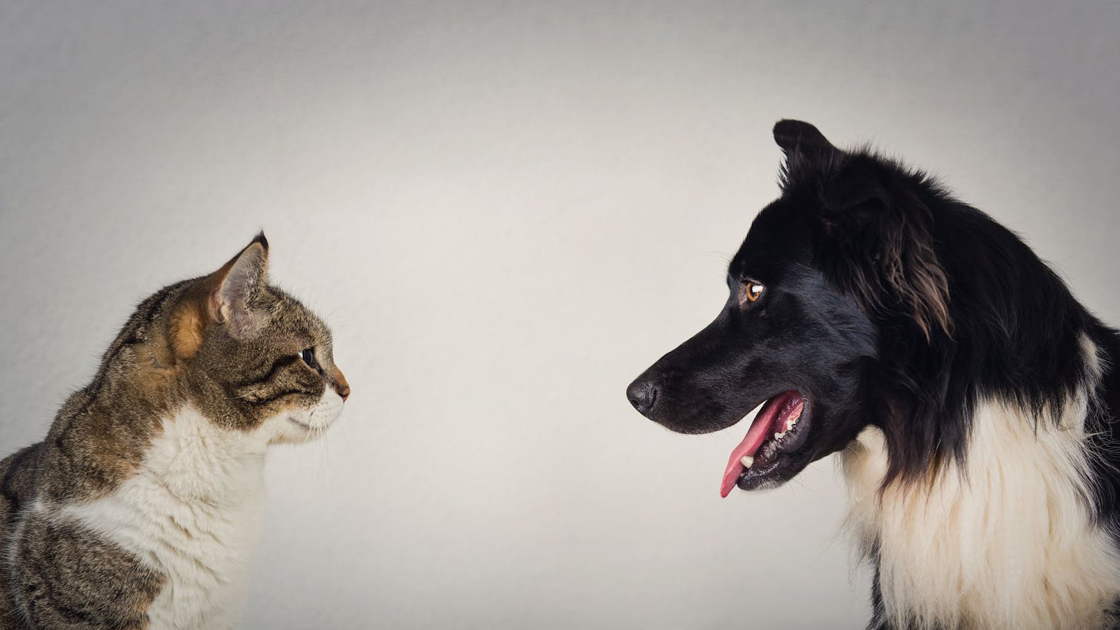 Sind Hunde wirklich doppelt so schlau wie Katzen?