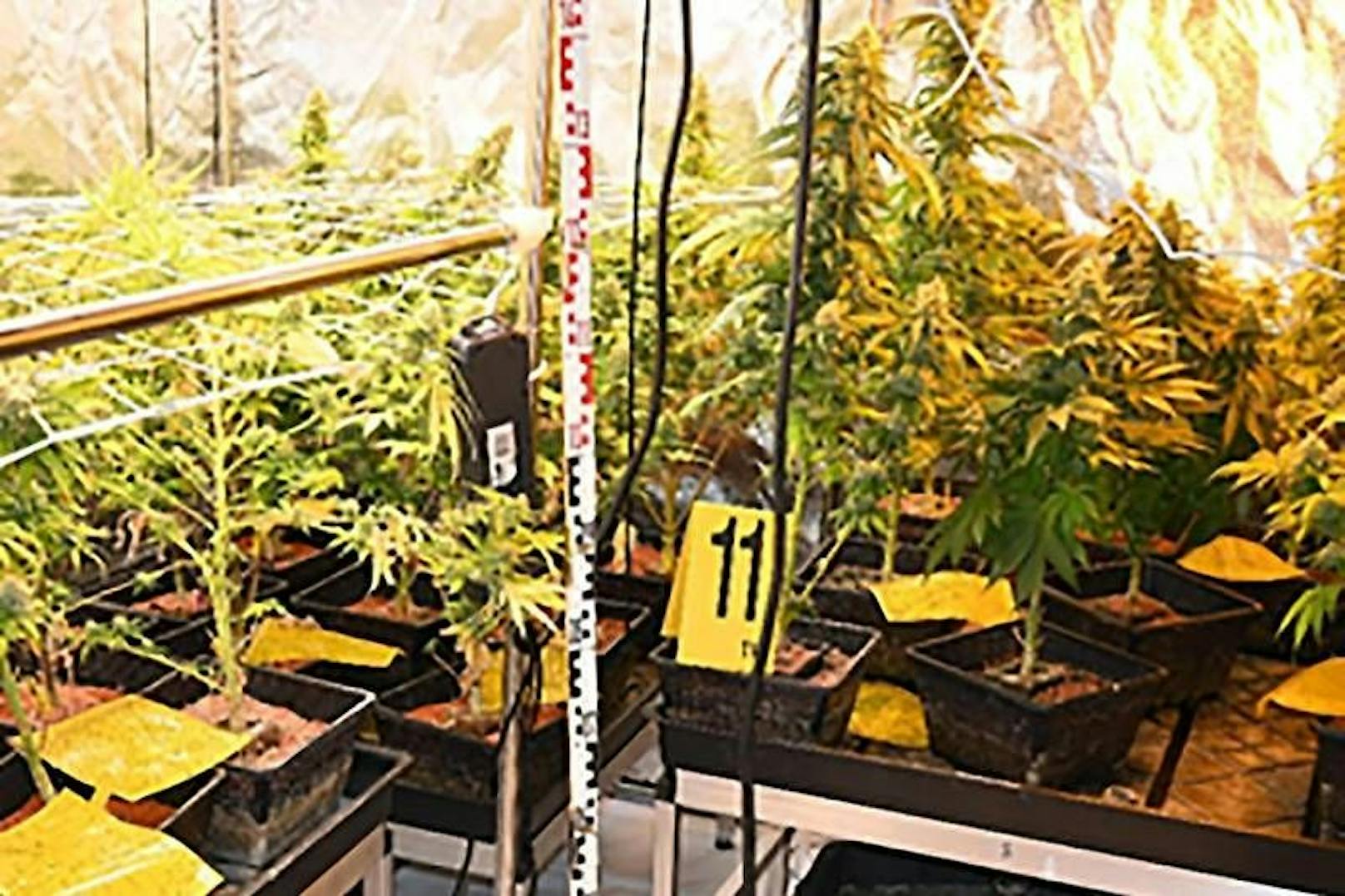 Cannabis-Anlagen sichergestellt
