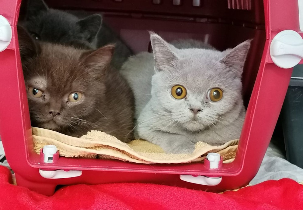 21 Rassekatzen aus Messie-Zucht gerettet