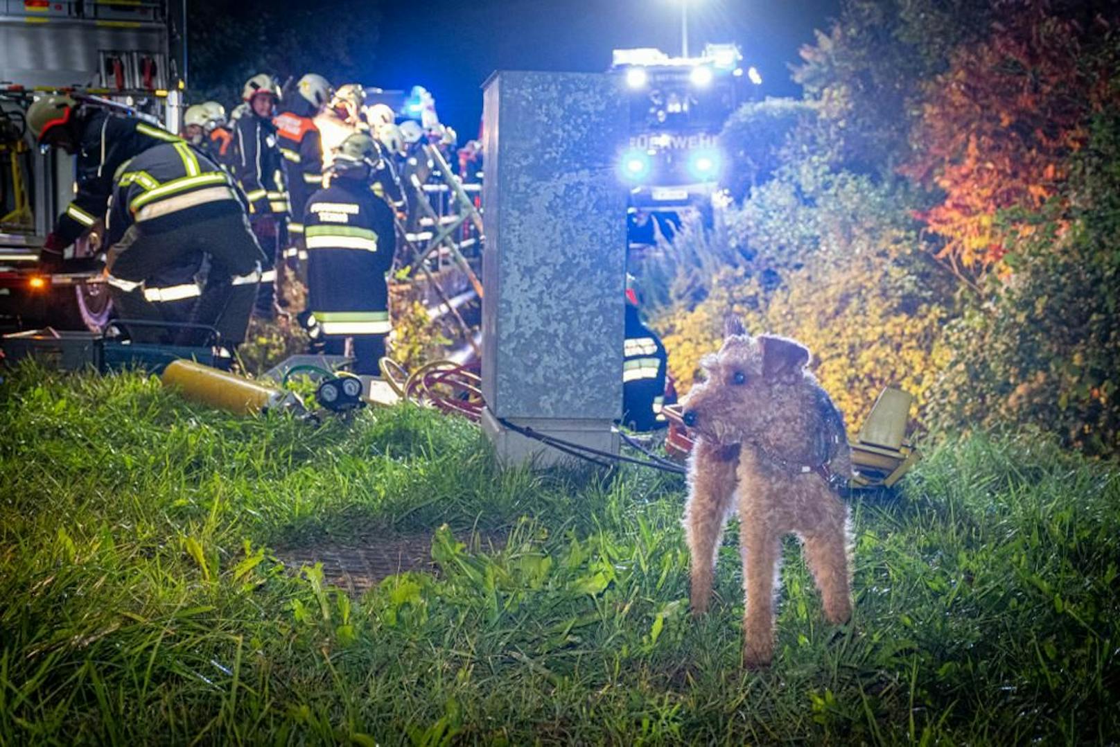 Hund blieb unverletzt