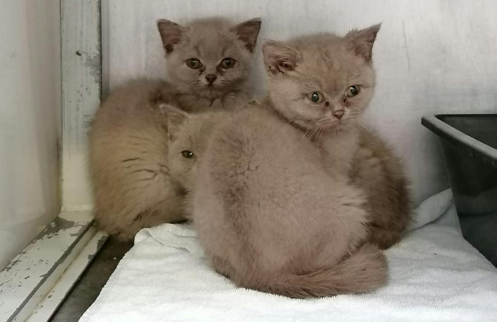 Einer Züchterin wurden 21 Britisch-Kurzhaar-Katzen abgenommen.