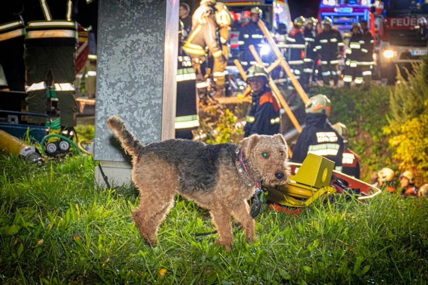 Hund blieb unverletzt