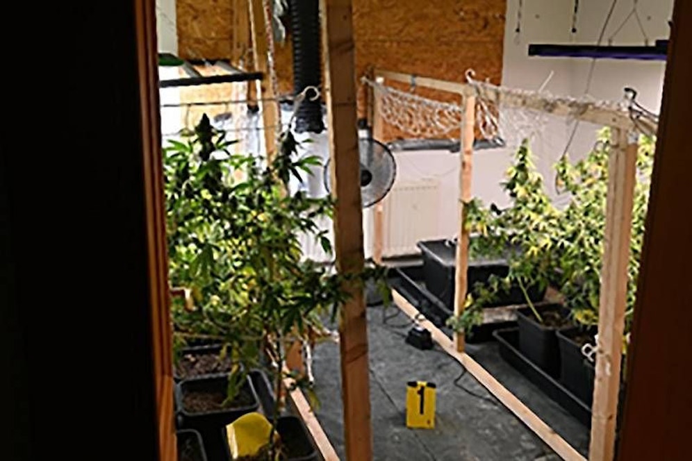Cannabis-Anlagen sichergestellt