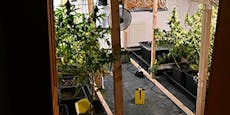 Cannabisgeruch drang aus Haus –Polizei entdeckt Anlagen