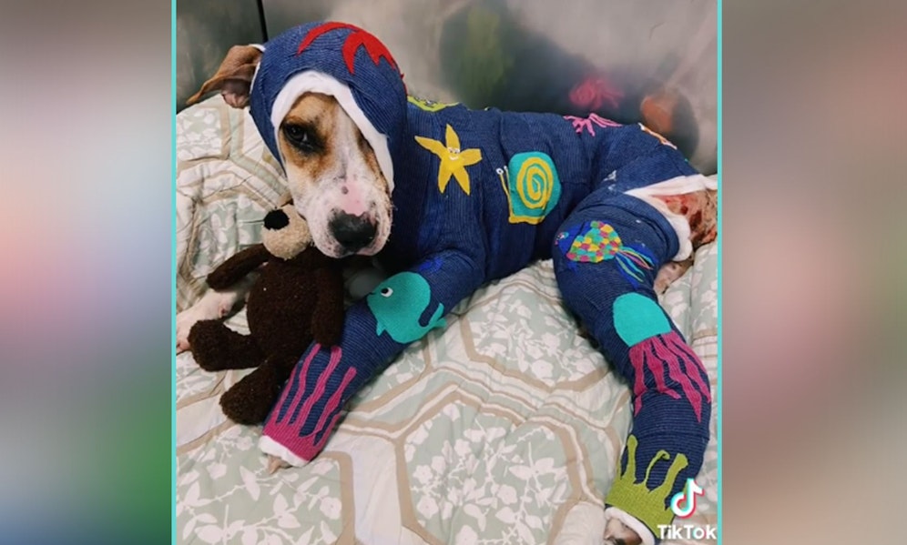 Die erst ein Jahr alte Mischlingshündin 