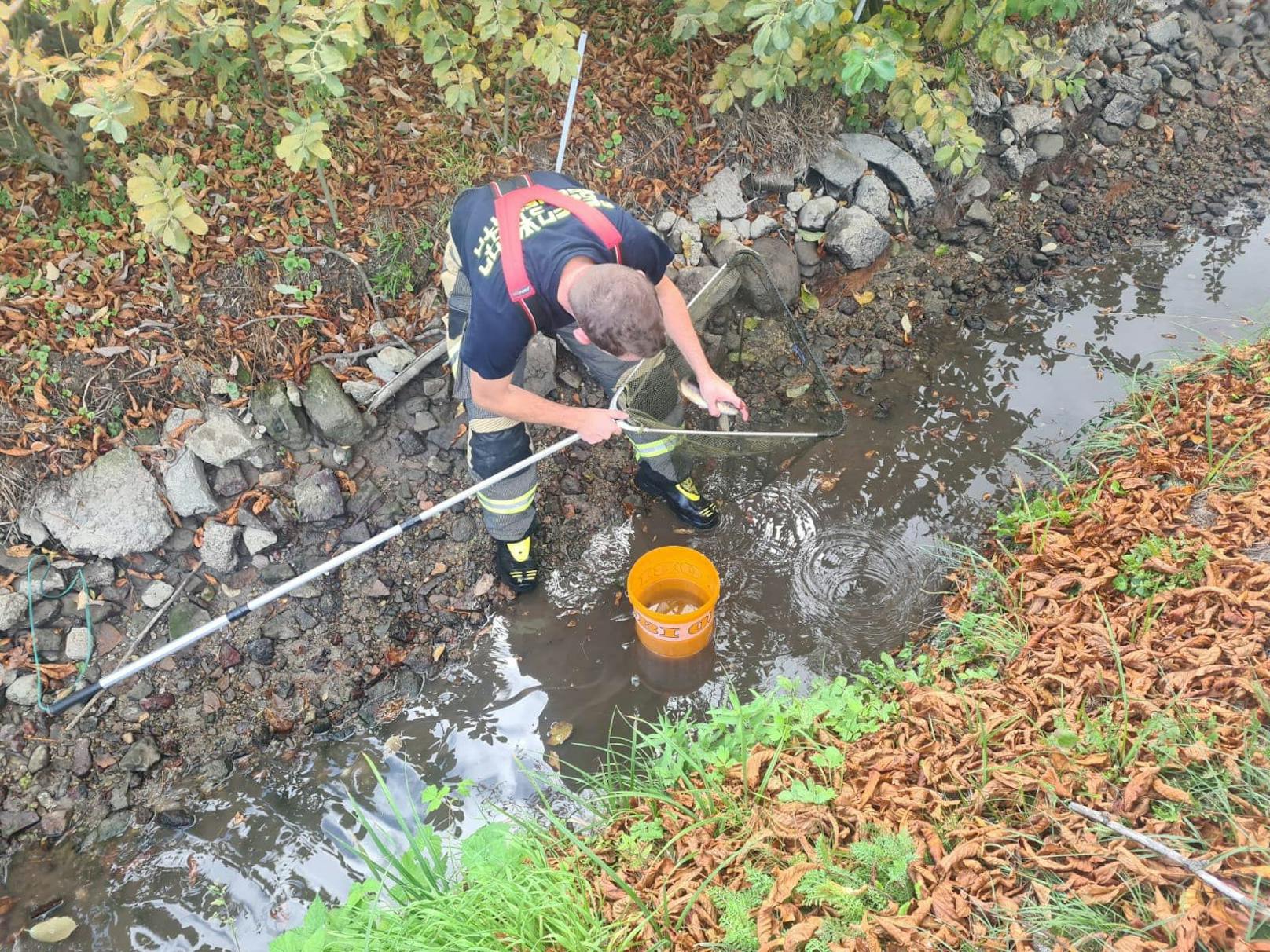 Die Feuerwehr Ebenfurth rettete über 80 Fische.