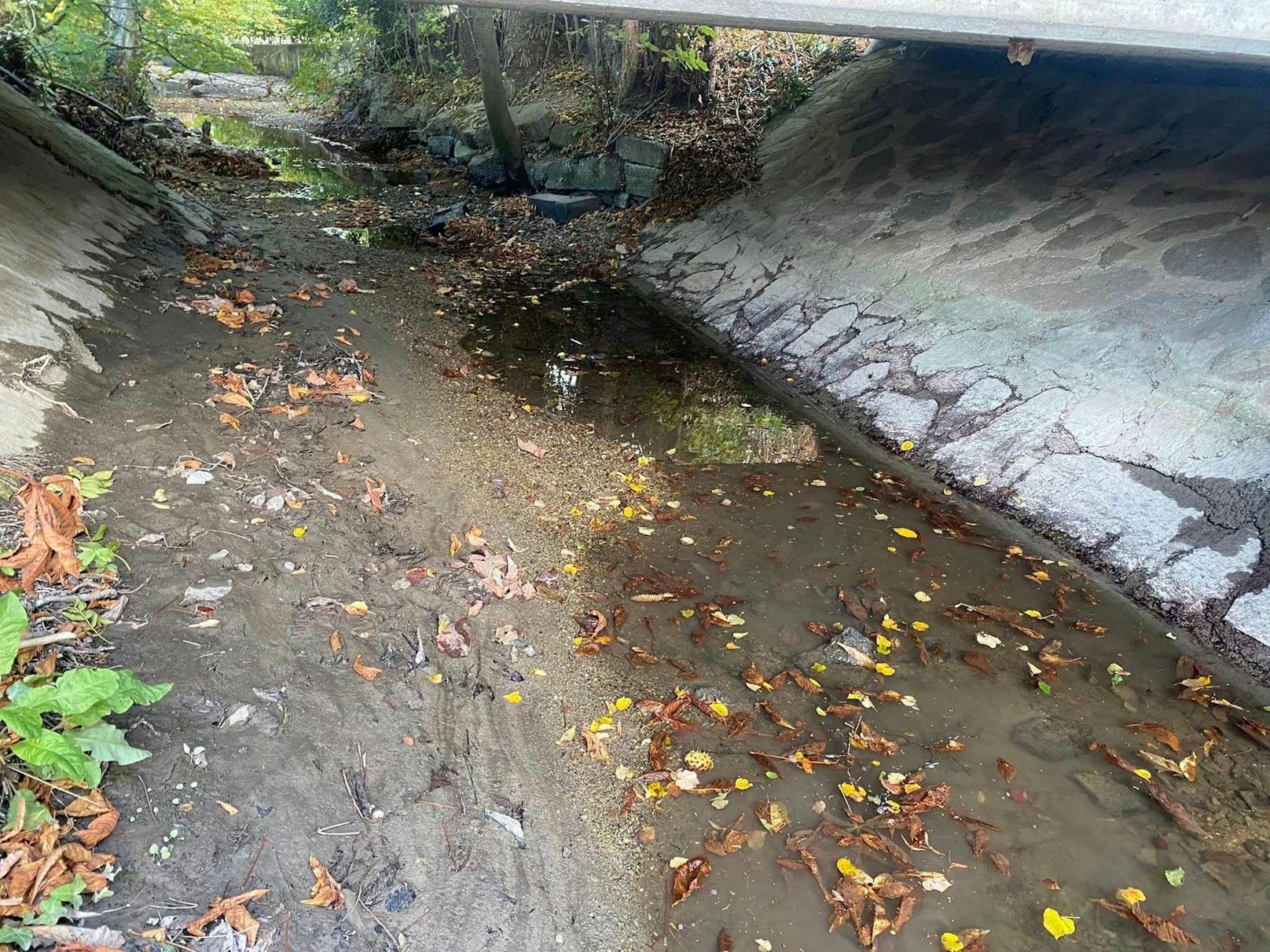 Die Feuerwehr Ebenfurth rettete über 80 Fische.