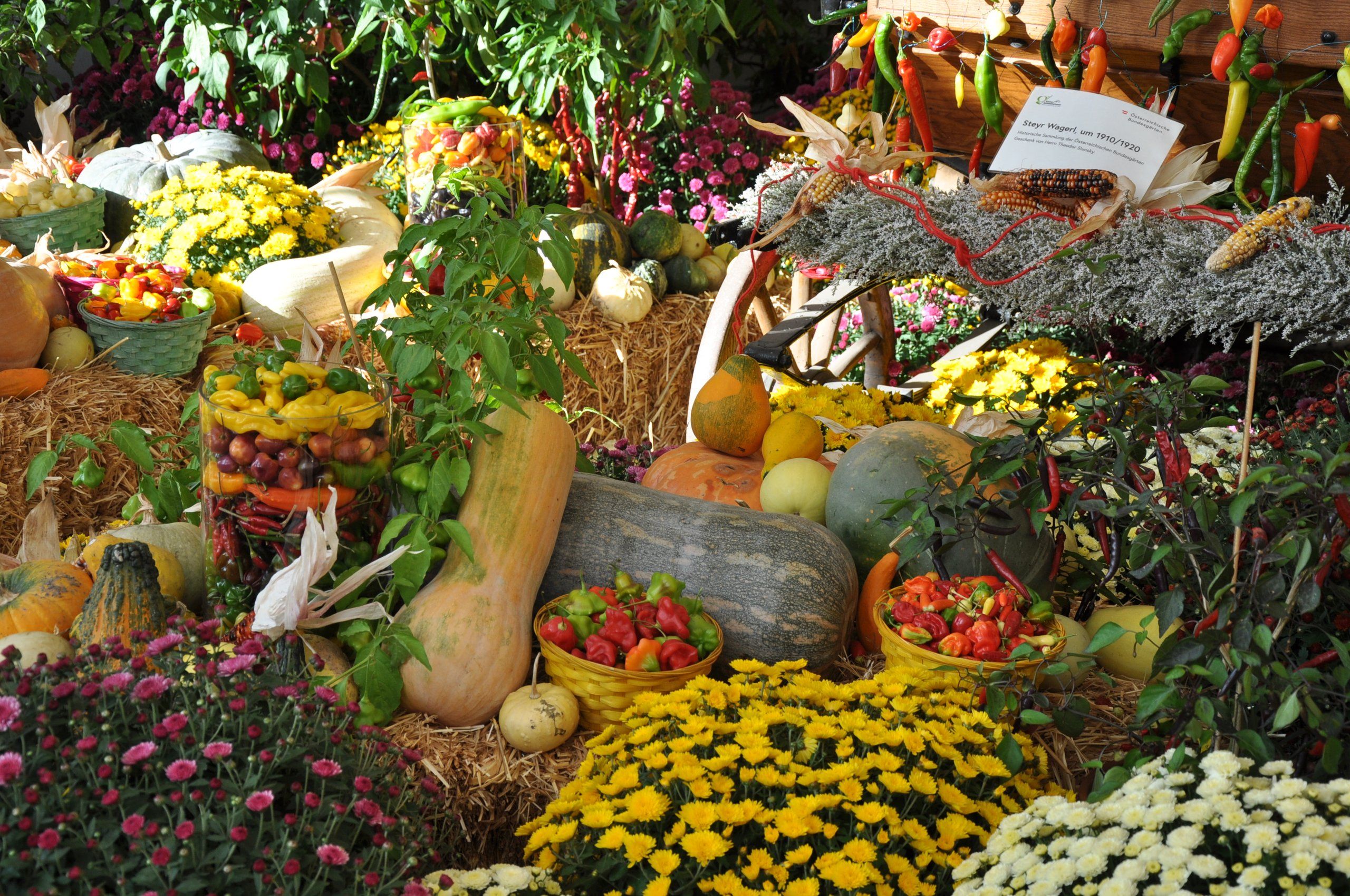 Bereits zum 6. Mal präsentieren die Österreichische Gartenbau-Gesellschaft und die Österreichischen Bundesgärten die <a href=