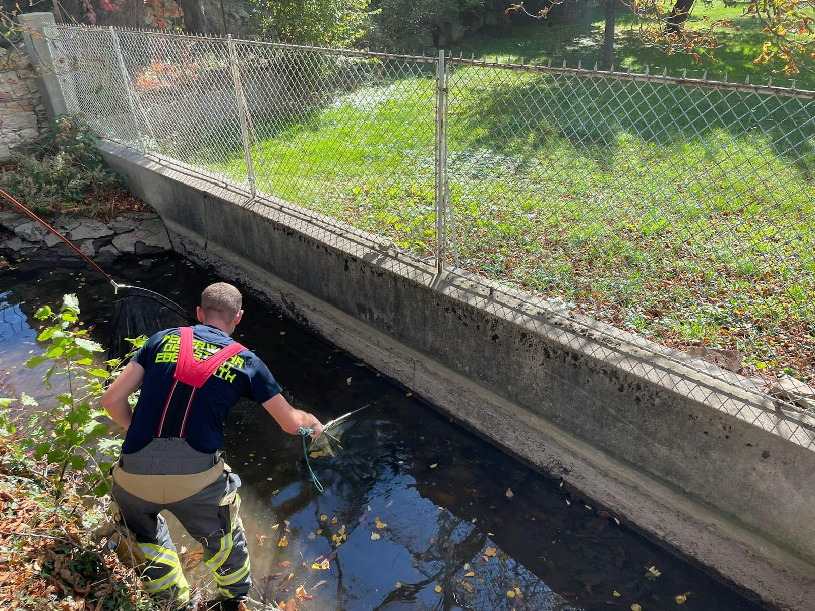 Die Feuerwehr Ebenfurth rettete über 80 Fische.