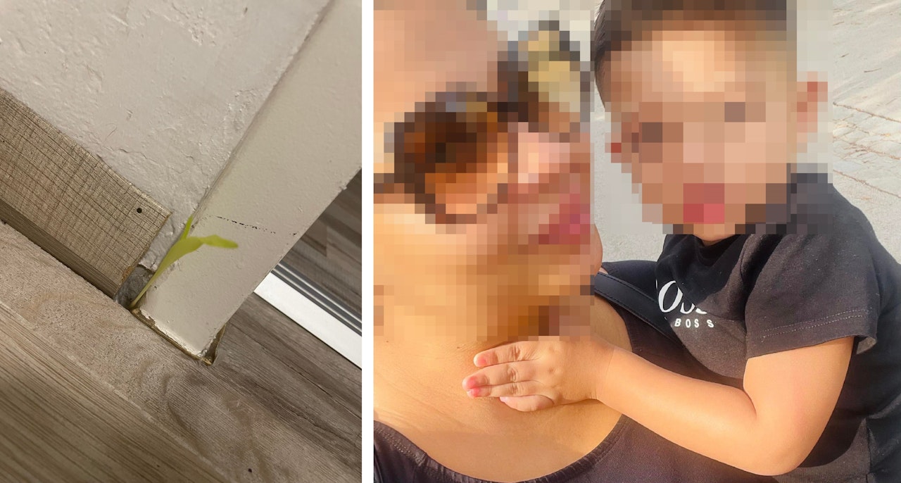 Heute.at - In Schimmel-Gemeindewohnung wuchert jetzt sogar Unkraut