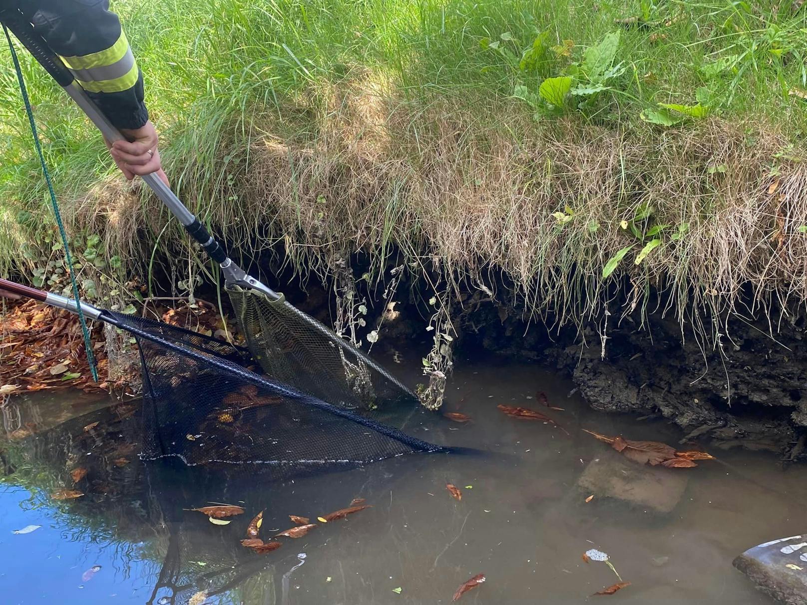 Die Feuerwehr Ebenfurth rettete über 80 Fische.