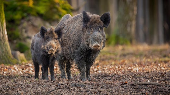 Gerade im Herbst ist eine Wildschweinbegegnung gar nicht so selten.