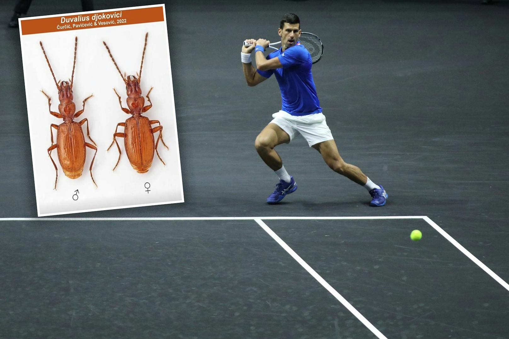 Eine Käferart wird nach Tennis-Star Novak Djokovic bennant.
