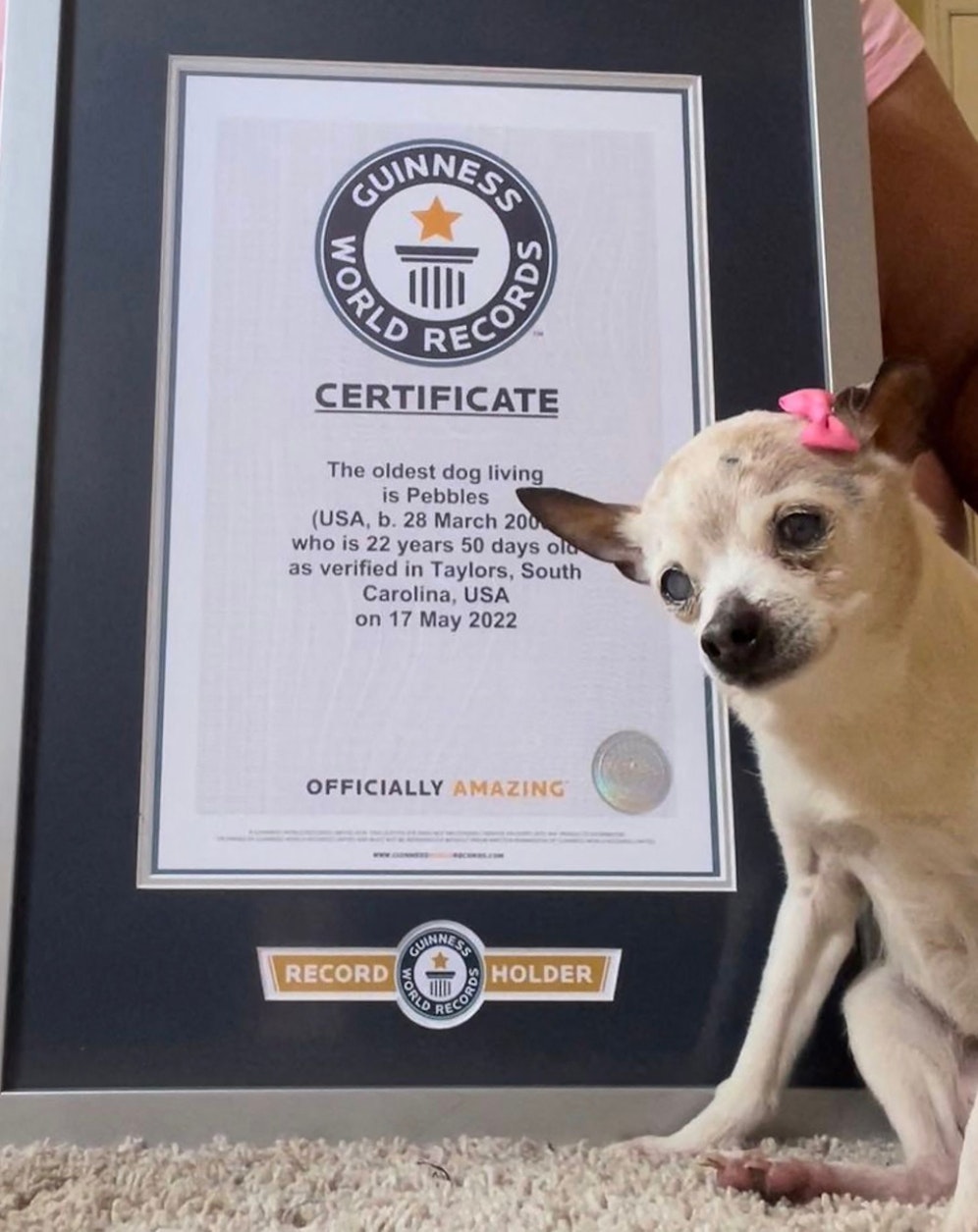 Pebbles, der laut dem Guinness-Buch der Rekorde älteste Hund der Welt, ist tot.