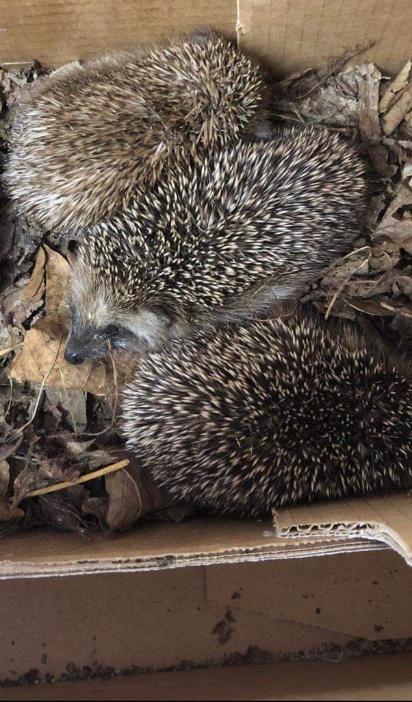 Diese Igel würden ohne Hilfe sterben.