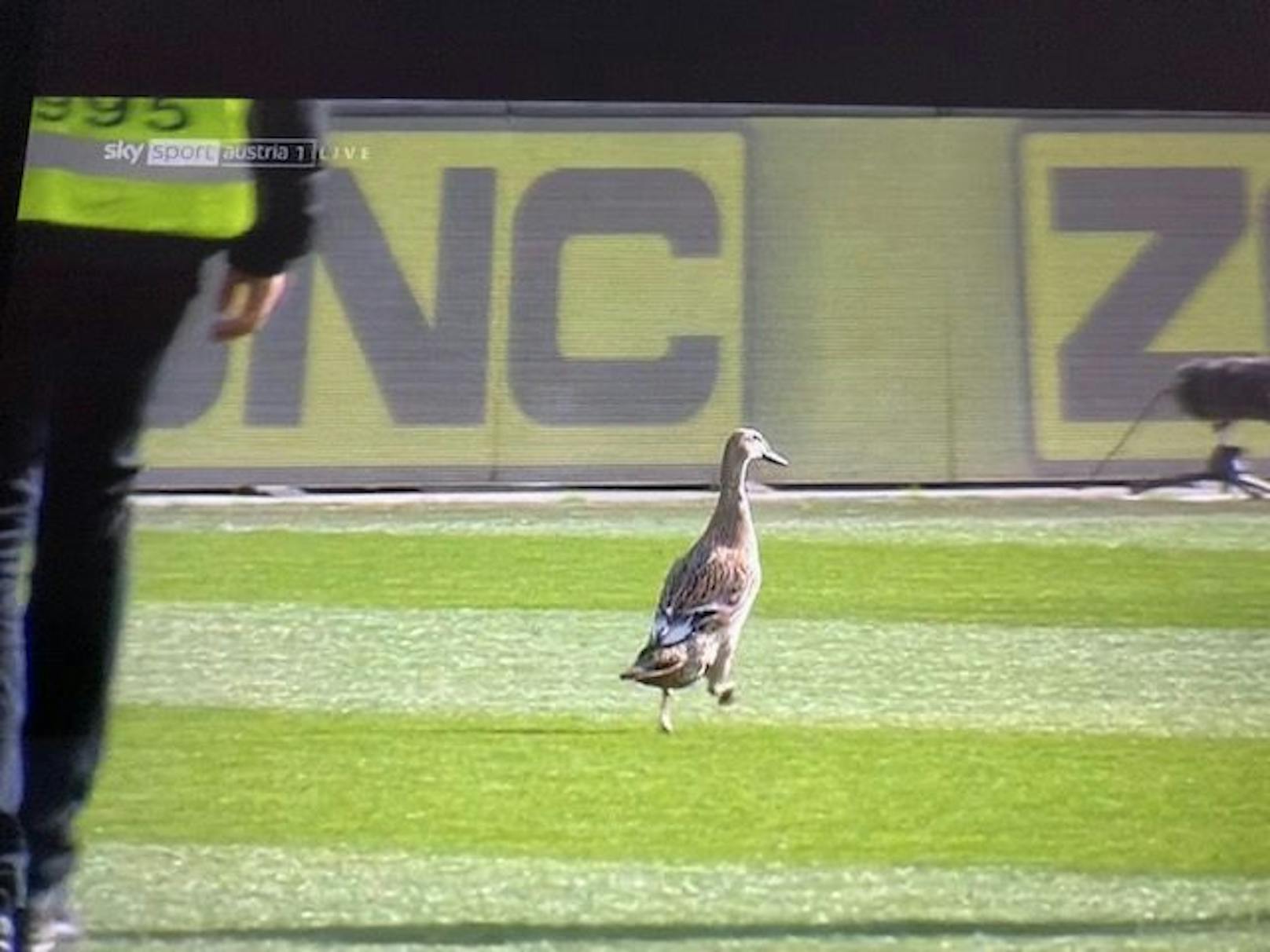 Eine Ente macht das Allianz Stadion vor dem 337. Wiener Derby unsicher.