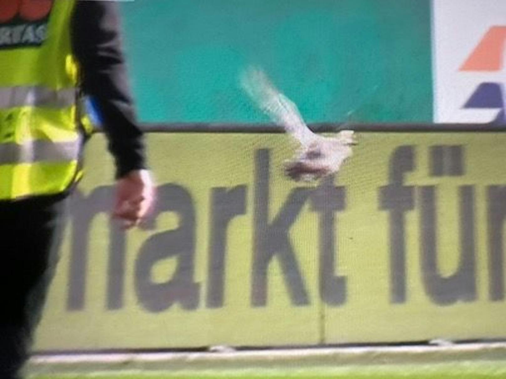 Eine Ente macht das Allianz Stadion vor dem 337. Wiener Derby unsicher.